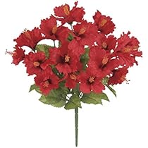 ハイビスカスページ 楽天市場】【ハイビスカス】ローザシネンシス クーペリー 5寸